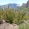 Plants: image 80 Of 94 Thumb